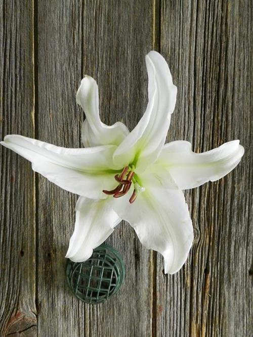 ZAMBESI 3/S WHITE OT HYBRID ORIENTAL LILIES